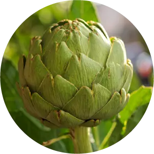 アーチチョーク葉エキス