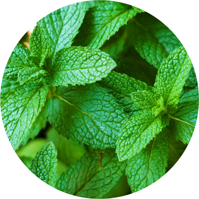 スプリングミント