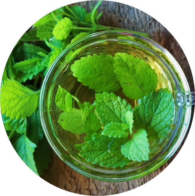 レモンバームエキス