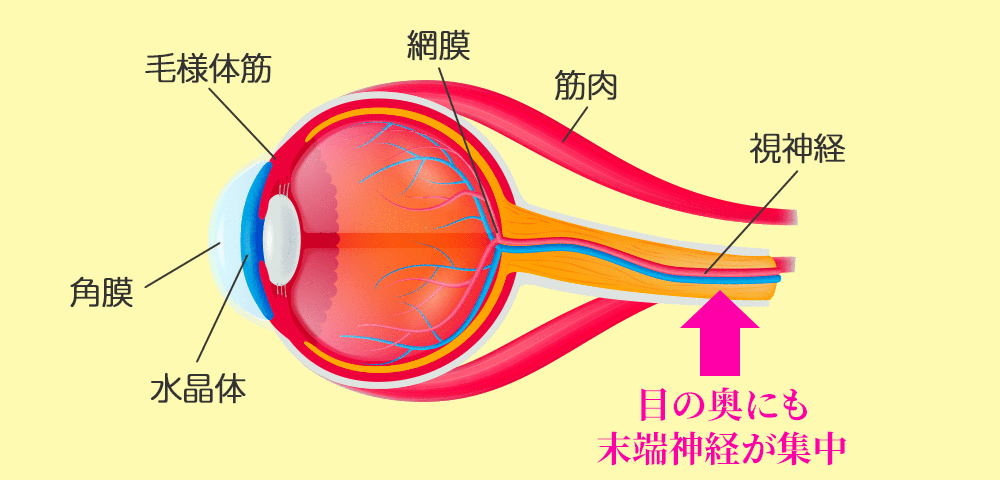 眼精疲労が起きるメカニズム 目の断面図